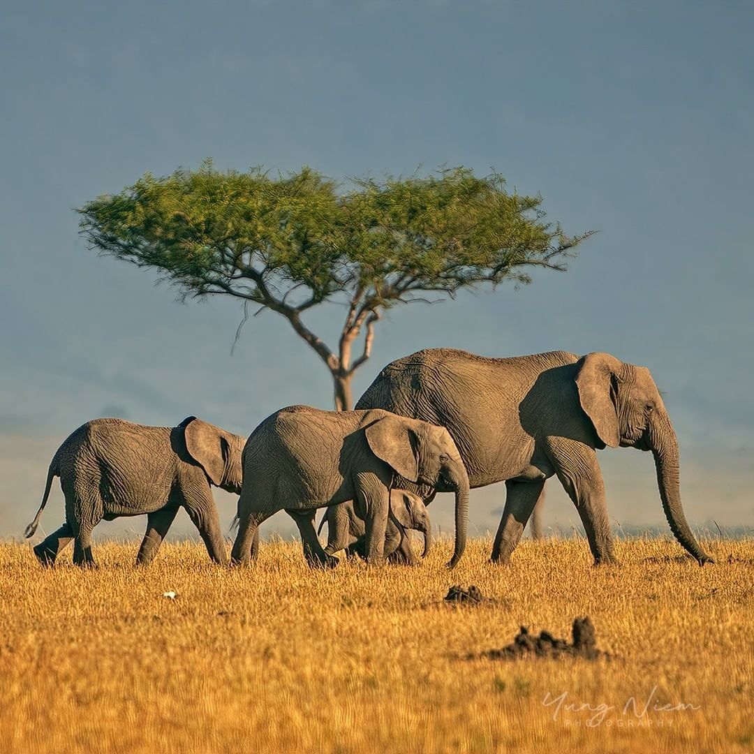 Matembo Safaris and Tours website preview